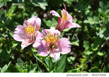 Alstroemeria (Lily Narcissus) 90874906
