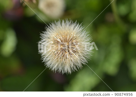 Greater hawkbit Greater hawkbit 90874956