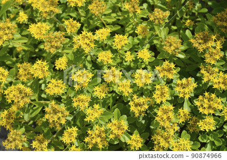 Orange Stonecrop Weihenstephaner Gold Orange Stonecrop Weihenstephaner Gold 90874966