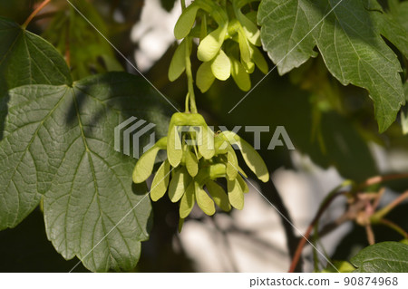 Common sycamore Common sycamore 90874968