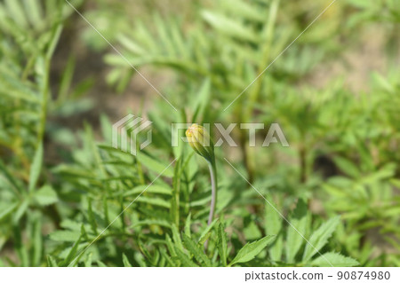 French marigold Linnaeus French marigold Linnaeus 90874980