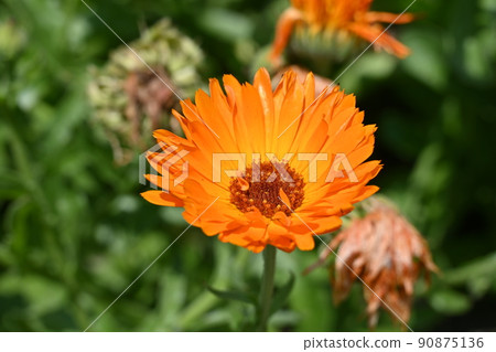 Calendula officinalis (Asteraceae) flowers 90875136