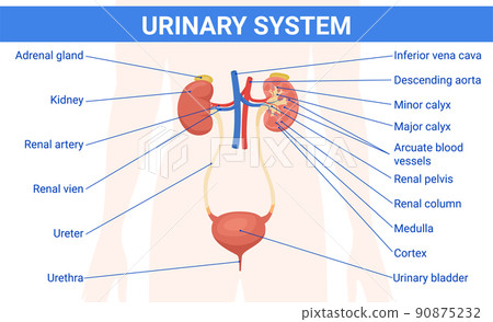 Human Urinary System Infographics - Stock Illustration [90875232] - PIXTA