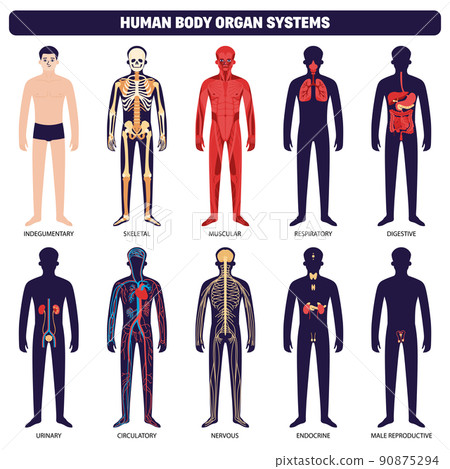 Human Body Organ Systems Icon Set 90875294
