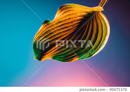 Closeup wide green leaf over light blue background in pink neon light. Concept of floristry, decorations, creativity, decor and ad 90875378