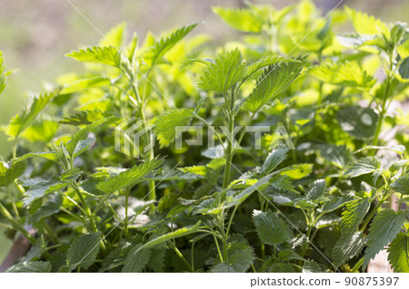 Nettle plant. Stinging nettle dioecious. Medicinal herb. Growing nettles for medicinal purposes. Nettle is used for soups and salads. Fresh common nettle leaves. 90875397