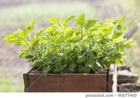 Nettle plant. Stinging nettle dioecious. Medicinal herb. Growing nettles for medicinal purposes. Nettle is used for soups and salads. Fresh common nettle leaves. Nettle plant. Stinging nettle dioecious. Medicinal herb. Growing nettles for medicinal purposes. Nettle is used for soups and salads. Fresh common nettle leaves. 90875400