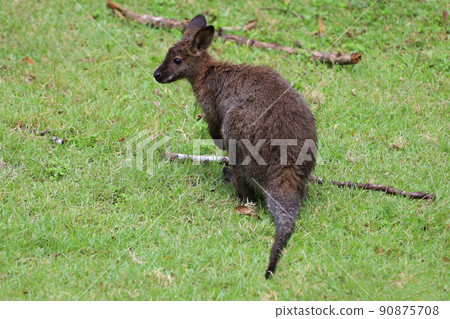 The baby kangaroo is stay and eat grass in garden 90875708