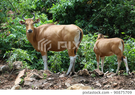 The female and baby red cow in nature garden 90875709