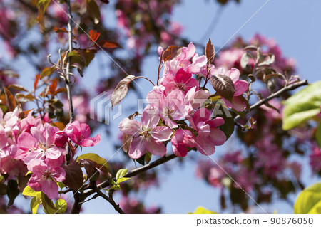 cherry fruit trees blooming in spring 90876050