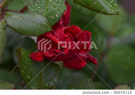 Beautiful red rose with water drops after the rain in the garden plot of the household 90876118