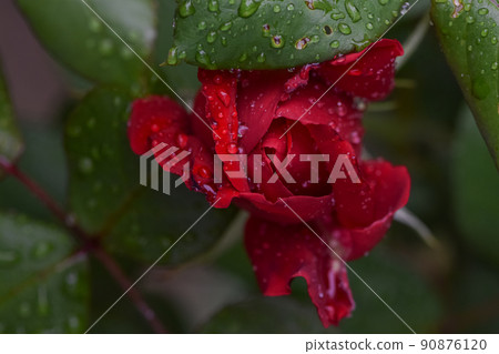Beautiful red rose with water drops after the rain in the garden plot of the household 90876120