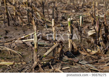 agricultural field with stubble after harvesting cereals 90876275