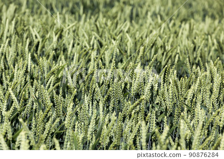 agricultural field with unripe green cereals 90876284