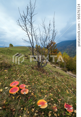 Cloudy and foggy day autumn Carpathian Mountains, Ukraine glade scene. Amanita mushrooms in the foreground. Cloudy and foggy day autumn Carpathian Mountains, Ukraine glade scene. Amanita mushrooms in the foreground. 90876314