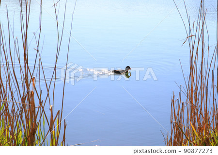 Regensburg, Germany, portrait of a coot duck (Fulica atra) bird swimming on Danube river 90877273