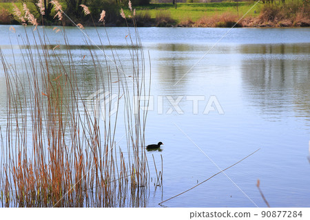 Regensburg, Germany, portrait of a coot duck (Fulica atra) bird swimming on Danube river 90877284