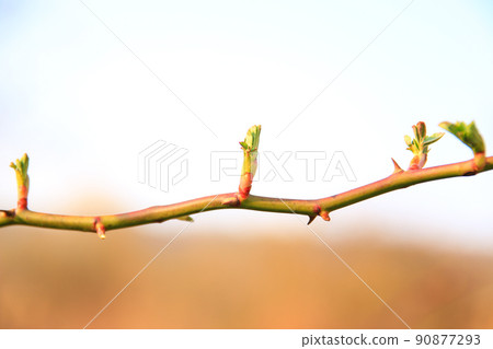Regensburg, Germany, Close up of rose shoot growing from a wild rose bush Regensburg, Germany, Close up of rose shoot growing from a wild rose bush 90877293