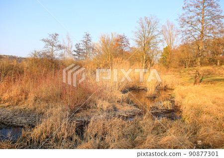 Regensburg, Germany,  Autumn lake with dry reeds 90877301