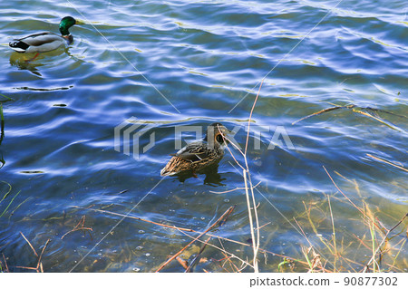 Regensburg, Germany, a pair of ducks with chicken are floating on Danube river 90877302