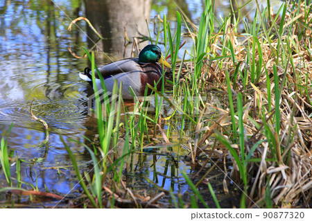 Regensburg, Germany, male Mallard duck in the water near Danube river Regensburg, Germany, male Mallard duck in the water near Danube river 90877320