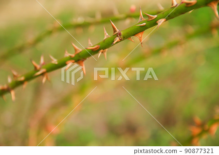 Regensburg, Germany, thorny dog rose branches. Green wild rose branch with many little and big sharp and poitny orange thorns Regensburg, Germany, thorny dog rose branches. Green wild rose branch with many little and big sharp and poitny orange thorns 90877321