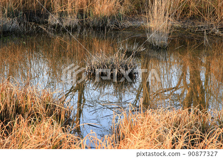 Regensburg, Germany, Autumn lake with dry reeds Regensburg, Germany, Autumn lake with dry reeds 90877327