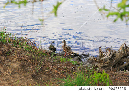 Regensburg, Germany, a couple of mallard ducks in the water near Danube river Regensburg, Germany, a couple of mallard ducks in the water near Danube river 90877328