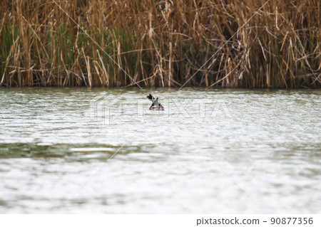 Regensburg, Germany, Great crested grebe bird floating on the Danube river 90877356