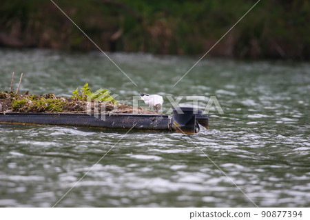 Regensburg, Germany, a gull eating fish on Danube river Regensburg, Germany, a gull eating fish on Danube river 90877394
