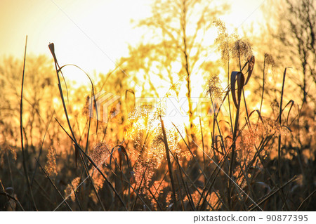 Regensburg, Germany,  Autumn golden reed grass silhouette against  the sun 90877395
