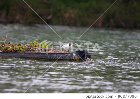 Regensburg, Germany, a gull eating fish on Danube river Regensburg, Germany, a gull eating fish on Danube river 90877396