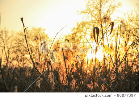 Regensburg, Germany, Autumn golden reed grass silhouette against the sun Regensburg, Germany, Autumn golden reed grass silhouette against the sun 90877397