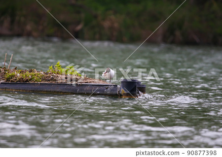 Regensburg, Germany, a gull eating fish on Danube river Regensburg, Germany, a gull eating fish on Danube river 90877398