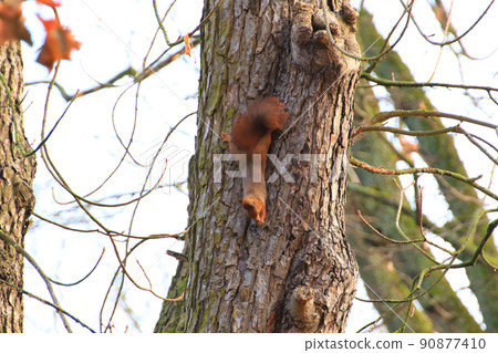 Regensburg, Germany, curious red squirrel peeking behind the tree trunk 90877410