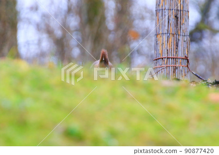 Regensburg, Germany, curious Eurasian red squirrel (Sciurus vulgaris) in the park searching for food on the ground 90877420