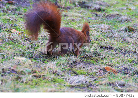Regensburg, Germany, curious Eurasian red squirrel (Sciurus vulgaris) in the park searching for food on the ground 90877432