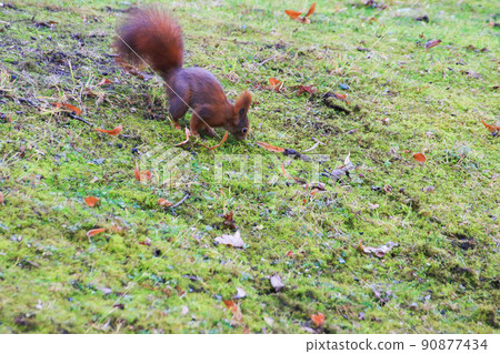 Regensburg, Germany, curious Eurasian red squirrel (Sciurus vulgaris) in the park searching for food on the ground 90877434