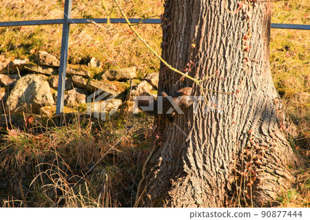 Regensburg, Germany, curious red squirrel peeking behind the tree trunk 90877444