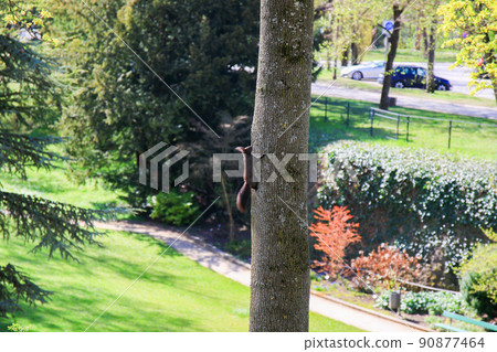 Regensburg, Germany, curious red squirrel peeking behind the tree trunk 90877464