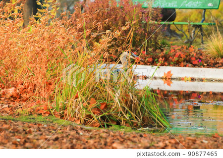 Regensburg, Germany, gray heron near a pond in Autumn season Regensburg, Germany, gray heron near a pond in Autumn season 90877465