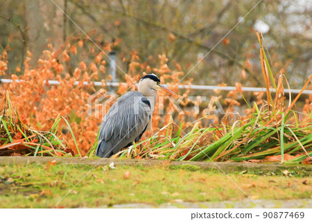 Regensburg, Germany, gray heron near a pond in Autumn season 90877469
