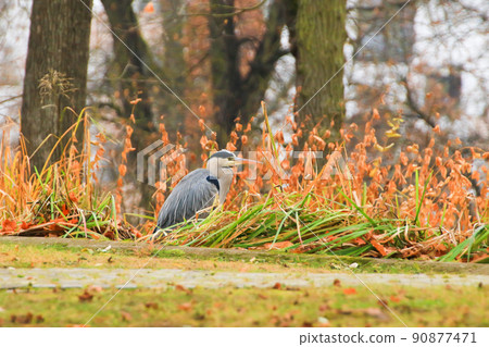 Regensburg, Germany, gray heron near a pond in Autumn season 90877471
