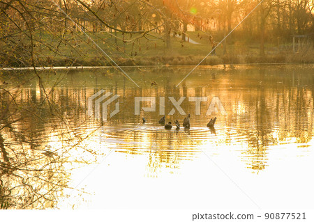 Regensburg, Germany, against the light shot of a coot on the lake at sunset 90877521