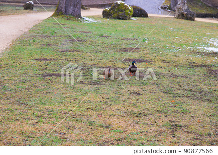 Regensburg, Germany, couple of ducks resting in the grass in the public park 90877566