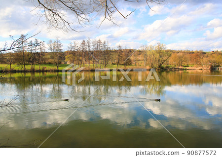 Regensburg, Germany, portrait of a coot duck (Fulica atra) bird swimming on Danube river 90877572