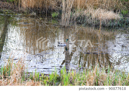 Regensburg, Germany, wild duck floating on water in a swamp in autumn time 90877618
