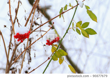 Regensburg, Germany, red and orange berries on a tree in winter 90877679