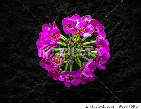 Beautiful flower on black background. Closeup. Beautiful flower on black background. Closeup. 90877699