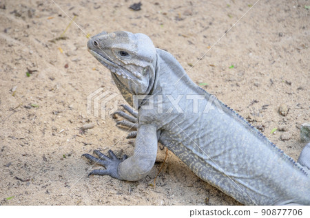 a closeup of an iguana 90877706